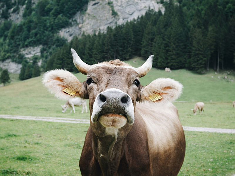 Photo of a happy cow in a field