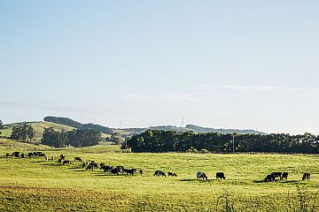 Marphona Farms